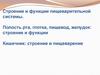 Строение и функции пищеварительной системы