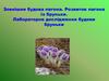 Зовнішня будова пагона. Розвиток пагона із бруньки. Лабораторне дослідження будови бруньки