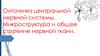 Онтогенез центральной нервной системы. Микроструктура и общее строение нервной ткани