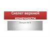 Скелет верхней конечности. Лекция №8