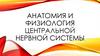 Анатомия и физиология центральной нервной системы