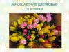 Многолетние цветковые растения