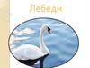 Лебеди