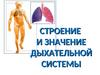 Строение и значение дыхательной системы
