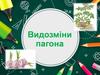 Пагін. Підземні видозмінені пагони