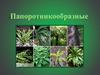 Папоротникообразные