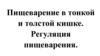 Пищеварение в тонкой и толстой кишке. Регуляция пищеварения