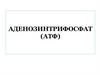 Аденозинтрифосфат (АТФ)