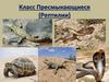 Класс Пресмыкающиеся (Рептилии)