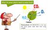 What do green plants need to make food?