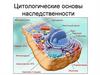 Цитологические основы наследственности