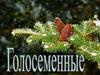 Голосеменные