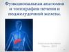 Функциональная анатомия и топография печени и поджелудочной железы