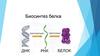 Биосинтез белка