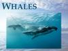 Whales