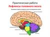Рефлексы головного мозга
