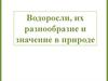 Водоросли, их разнообразие и значение в природе