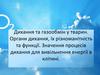 Дихання та газообмін у тварин. Органи дихання, їх різноманітність та функції. Значення процесів дихання для вивільнення енергії
