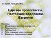 Царство протоктисты. Настоящие водоросли. Багрянки
