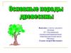 Основные породы древесины