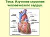 Изучение строения человеческого сердца