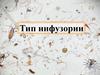Тип инфузории. 7 класс