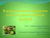 Изучение влияния кедрового масла на рост и развитие растений