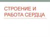 Строение и работа сердца