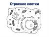 Строение клетки