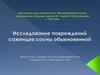 Исследование повреждений саженцев сосны обыкновенной
