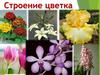 Строение цветка