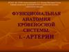 Функциональная анатомия кровеносной системы. Артерии