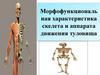 Морфофункциональная характеристика скелета и аппарата движения туловища