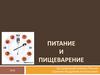 Питание и пищеварение