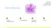 Amoebozoa. Общая характеристика. Классификация, питание и ​ движение
