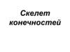 Скелет конечностей