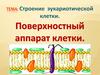 Строение эукариотической клетки. Поверхностный аппарат клетки