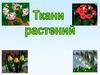 Ткани растений