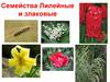 Семейства Лилейные и злаковые