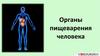 Органы пищеварения человека