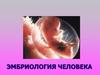 Эмбриология человека