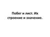 Побег и лист. Их строение и значение