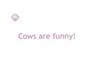 Cows are funny!