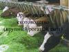Органическое скотоводство (крупный рогатый скот)