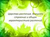 Царство растения. Внешнее строение и общая характеристика растений