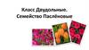 Класс Двудольные. Семейство Паслёновые