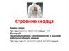 Строение сердца