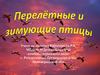 Перелётные птицы Ласточки