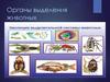 Органы выделения животных
