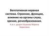 Вегетативная нервная система. Строение, функции, влияние на органы слуха, зрения, речеобразования